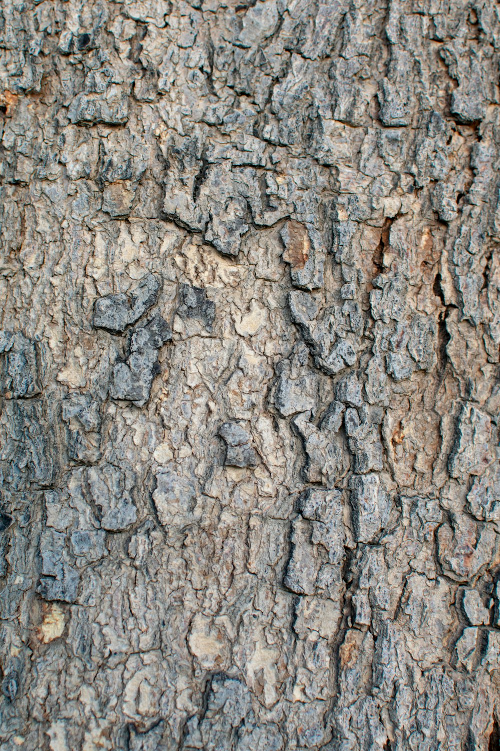 tree bark