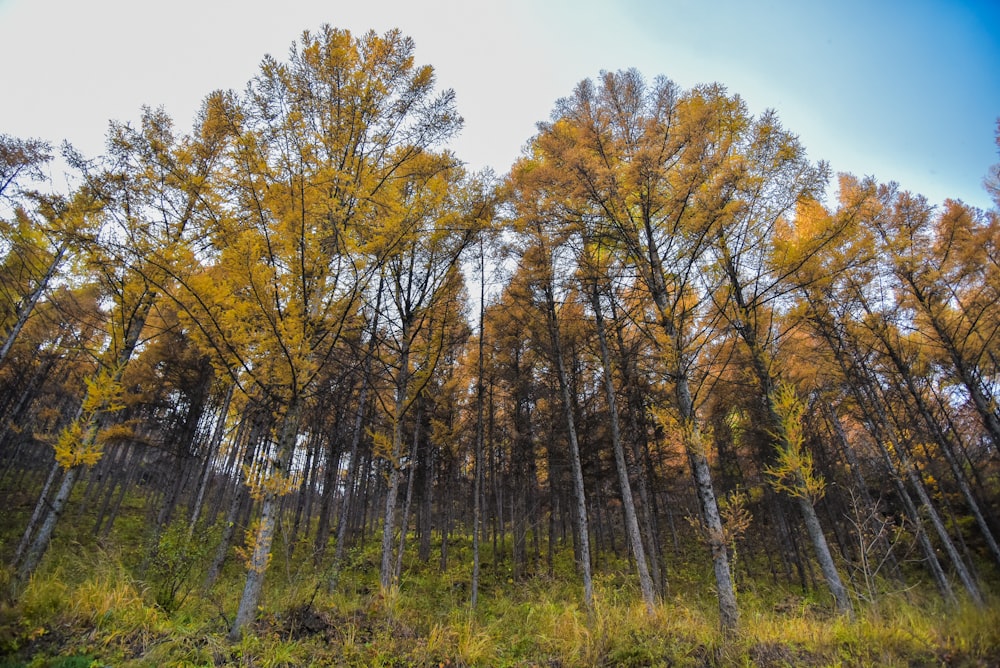 low angle photography of brown-leafed trees under clear sky during daytime