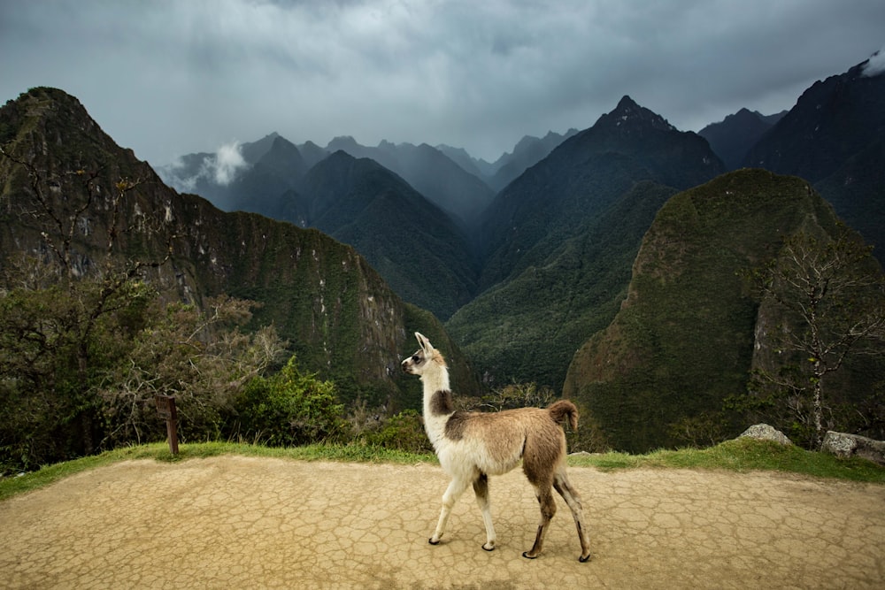 white goat standing on brown land