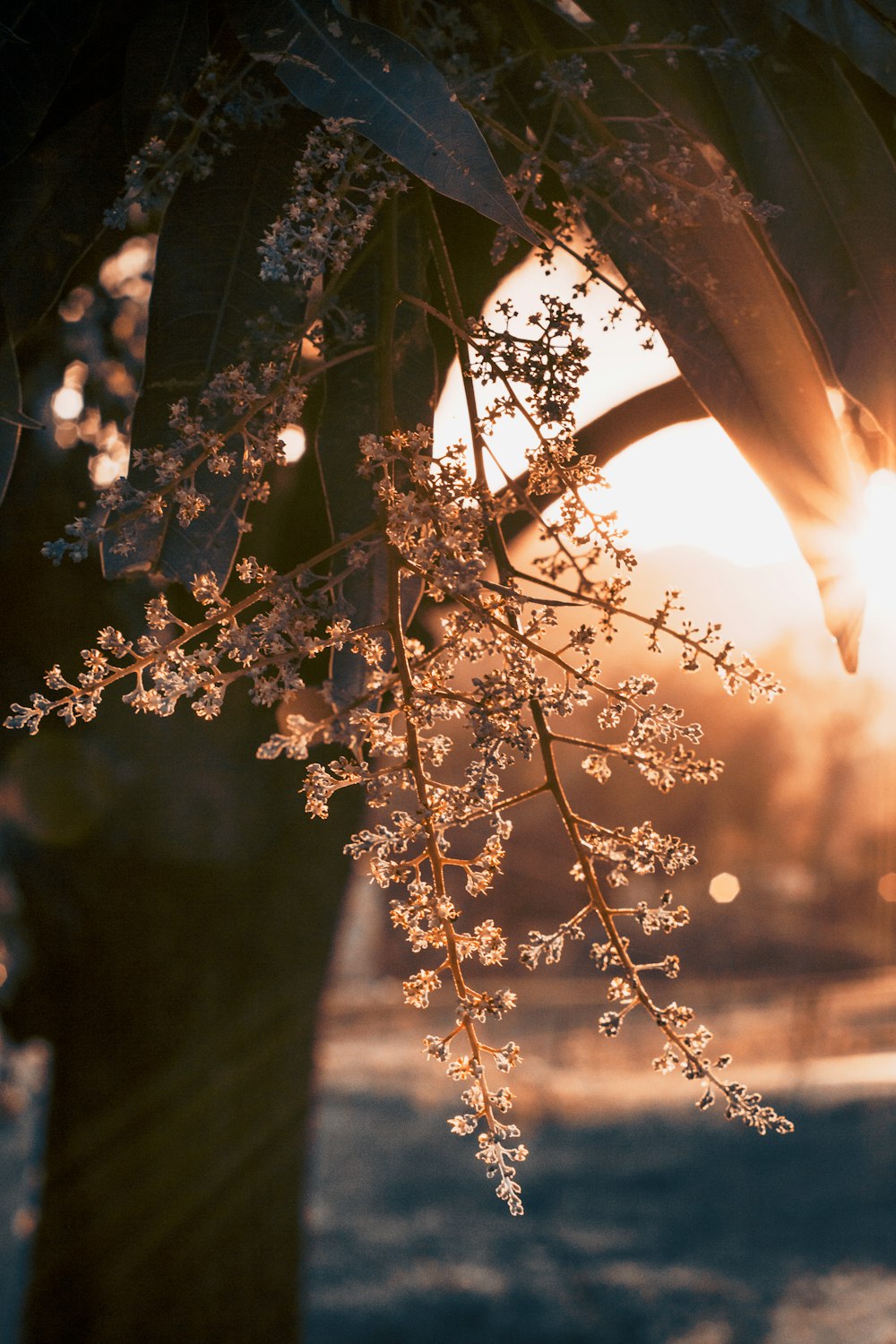 frozen tree leaf during sunrise