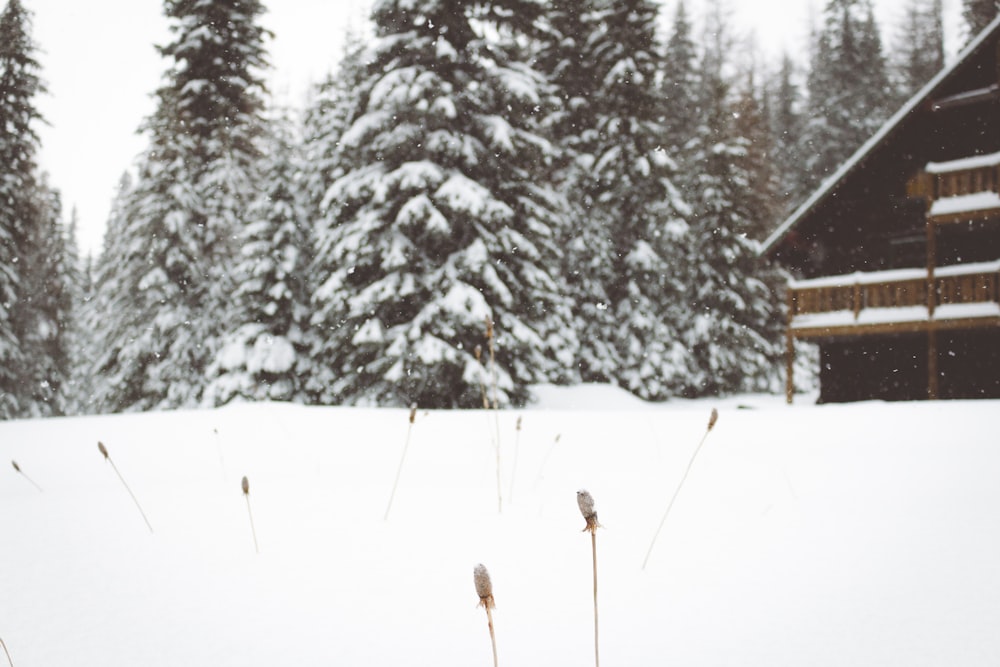 pinos cubiertos de nieve al lado de la casa