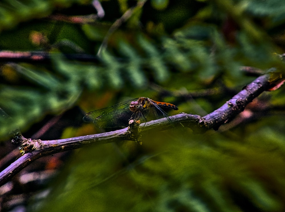 green and brown dragonfly on brown tree branch in tilt shift lens