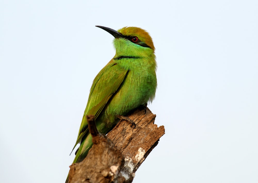 pássaro verde pearching na árvore