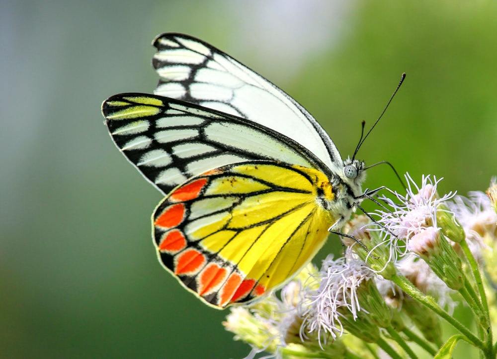 multicolored butterfly perch on white petaled flower