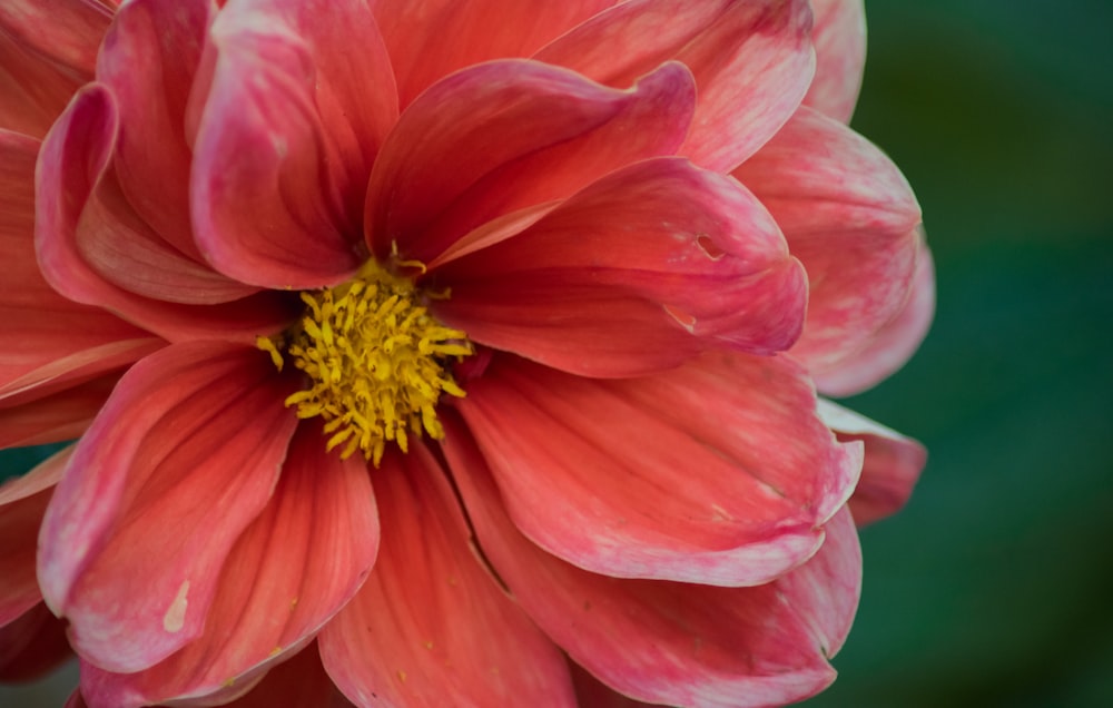 blooming red petaled flower