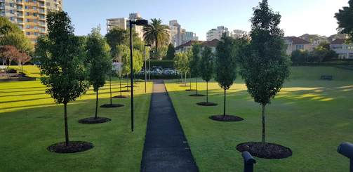 A clean, maintained urban green space with freshly pruned trees and clear walkways.