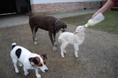 A small white goat is being bottle-fed by a person with a plastic bottle. Two dogs, one brown and one white with black spots, stand nearby observing the scene. The setting appears to be a farm or rural area, with a brick wall and grass in the background.