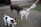 A small white goat is being bottle-fed by a person with a plastic bottle. Two dogs, one brown and one white with black spots, stand nearby observing the scene. The setting appears to be a farm or rural area, with a brick wall and grass in the background.