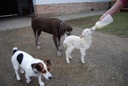 A small white goat is being bottle-fed by a person with a plastic bottle. Two dogs, one brown and one white with black spots, stand nearby observing the scene. The setting appears to be a farm or rural area, with a brick wall and grass in the background.