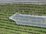 Monitoring devices installed in a vineyard for pest control