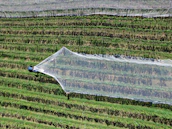 View of Mendoza vineyards with a technician applying pest control treatment in the background.