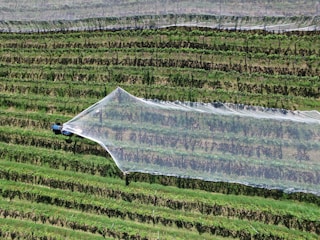 Aerial view of a vineyard with structured rows of grapevines. A machine or tractor is applying a large protective netting over the vines, likely to protect from birds or weather. The scene captures a moment during agricultural work, with vibrant green foliage and neatly aligned rows.
