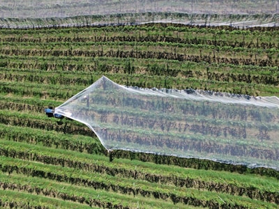 Aerial view of a vineyard with structured rows of grapevines. A machine or tractor is applying a large protective netting over the vines, likely to protect from birds or weather. The scene captures a moment during agricultural work, with vibrant green foliage and neatly aligned rows.