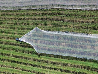 Aerial view of a vineyard with structured rows of grapevines. A machine or tractor is applying a large protective netting over the vines, likely to protect from birds or weather. The scene captures a moment during agricultural work, with vibrant green foliage and neatly aligned rows.