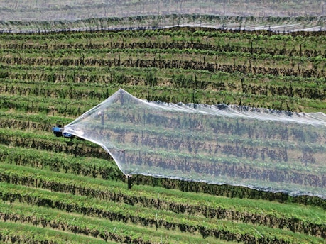 Aerial view of a vineyard with structured rows of grapevines. A machine or tractor is applying a large protective netting over the vines, likely to protect from birds or weather. The scene captures a moment during agricultural work, with vibrant green foliage and neatly aligned rows.