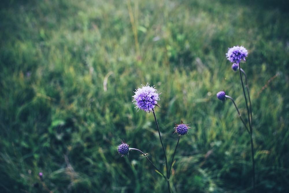 selective focus photography of purple-petaled flower