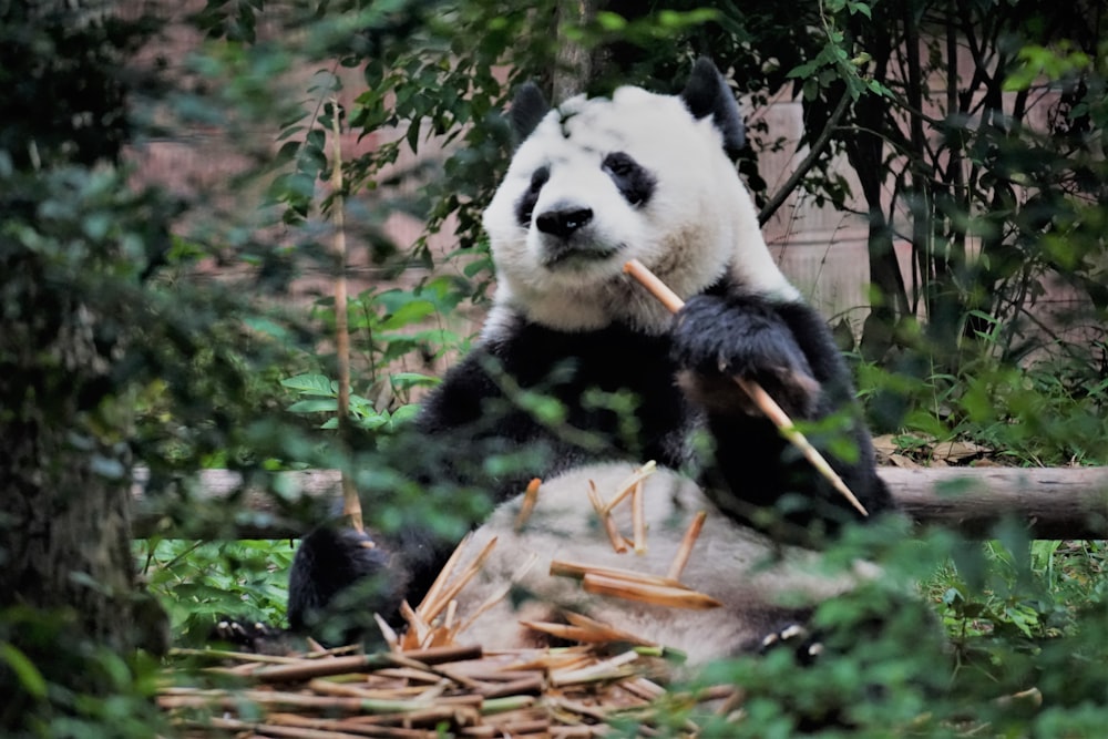 Panda sentado no chão cercado por árvores