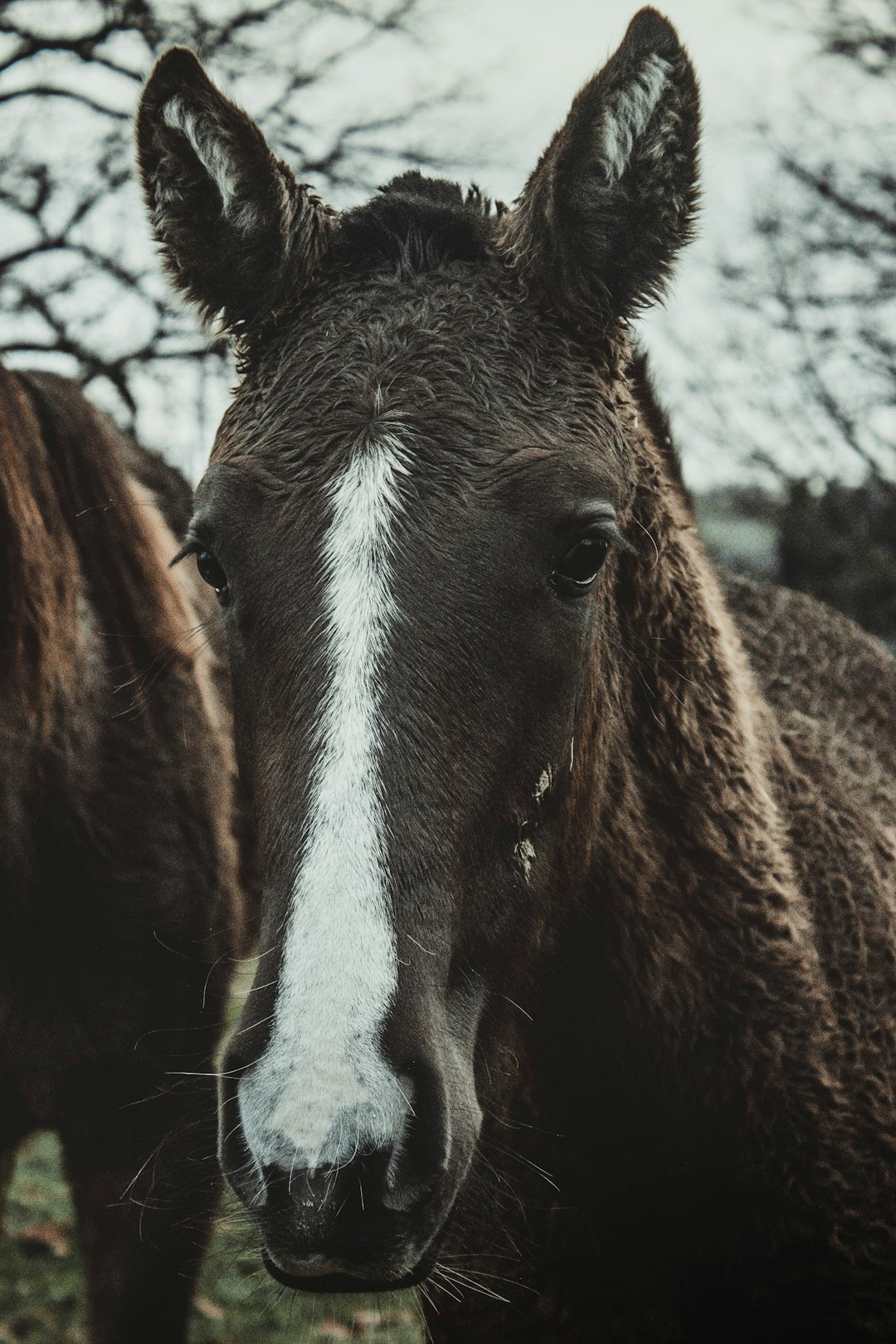 brown and white horse