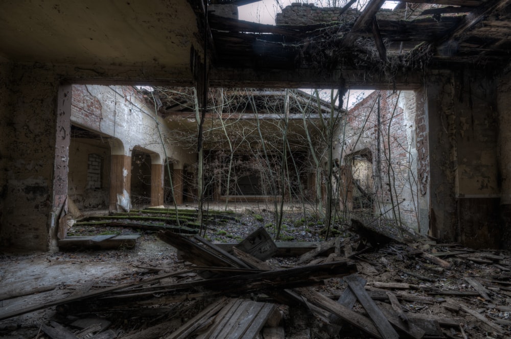 árvores nuas dentro do edifício abandonado