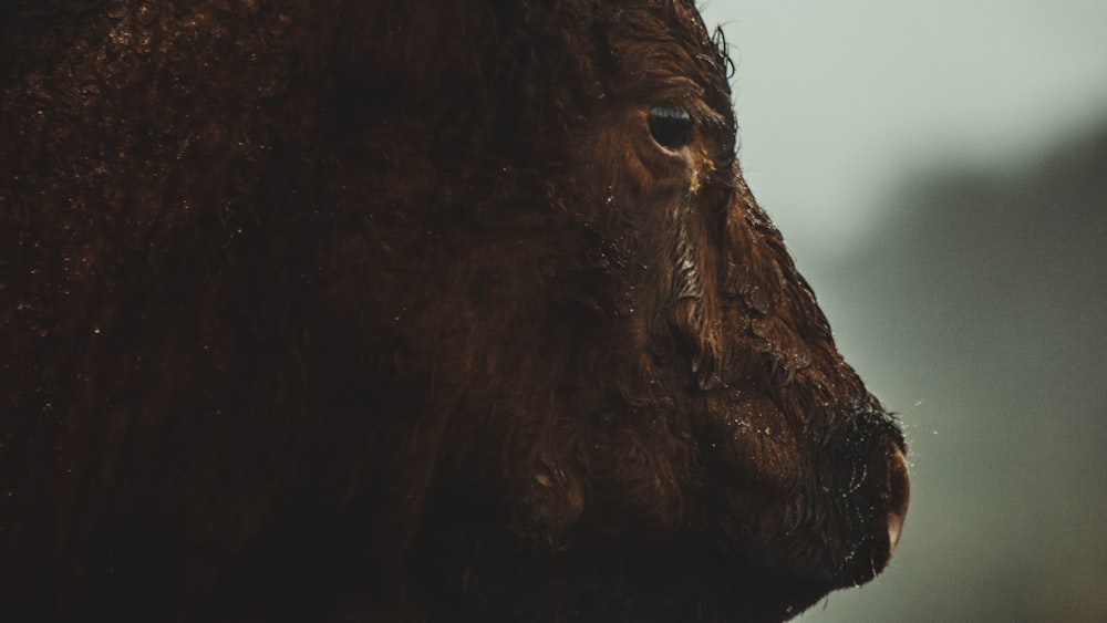 close-up photography of brown horse during daytime