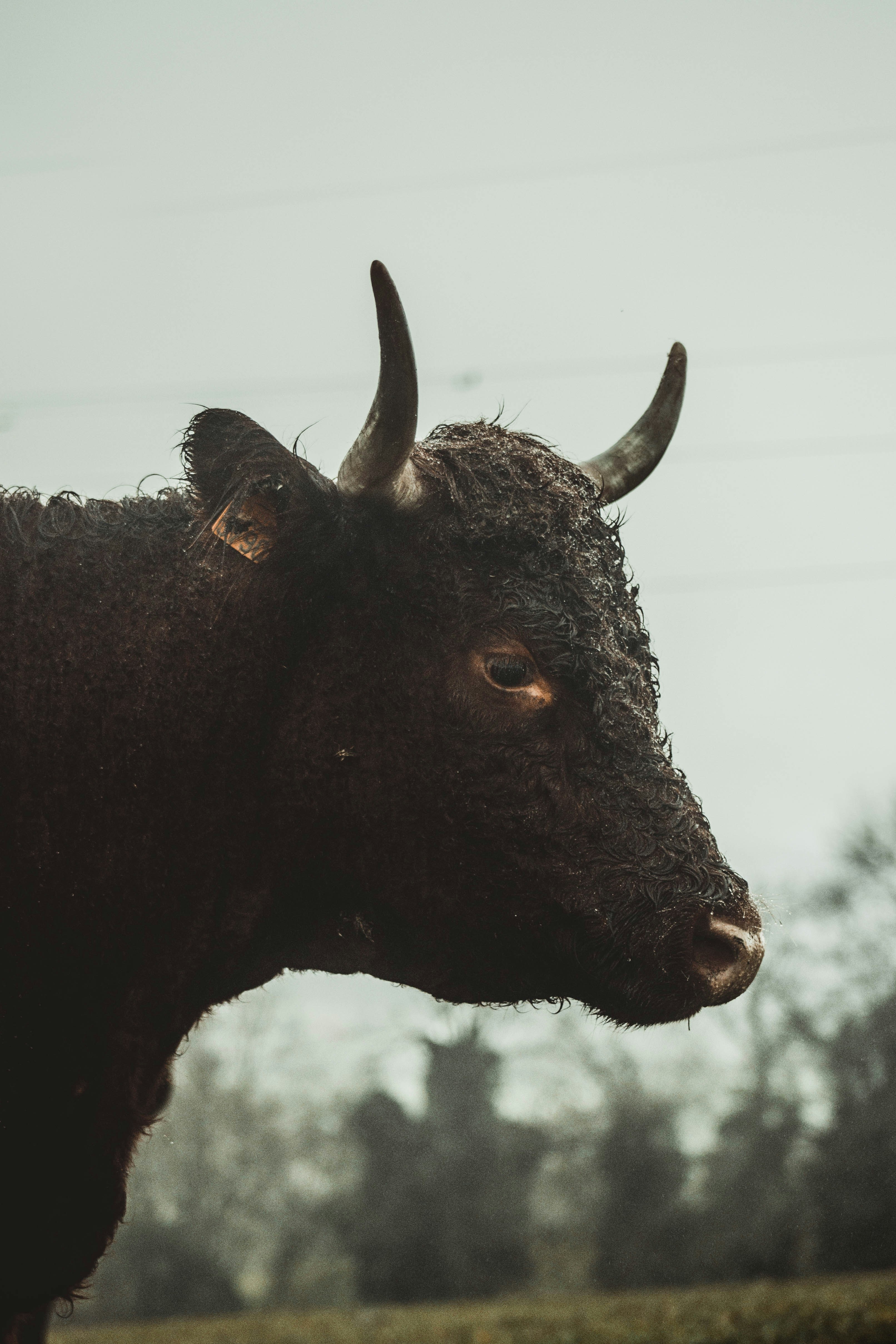 black bull photo – Free Animal Image on Unsplash