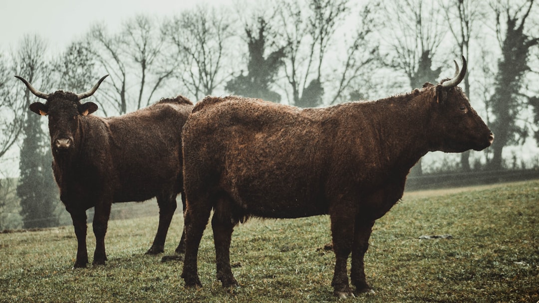 two brown oxen