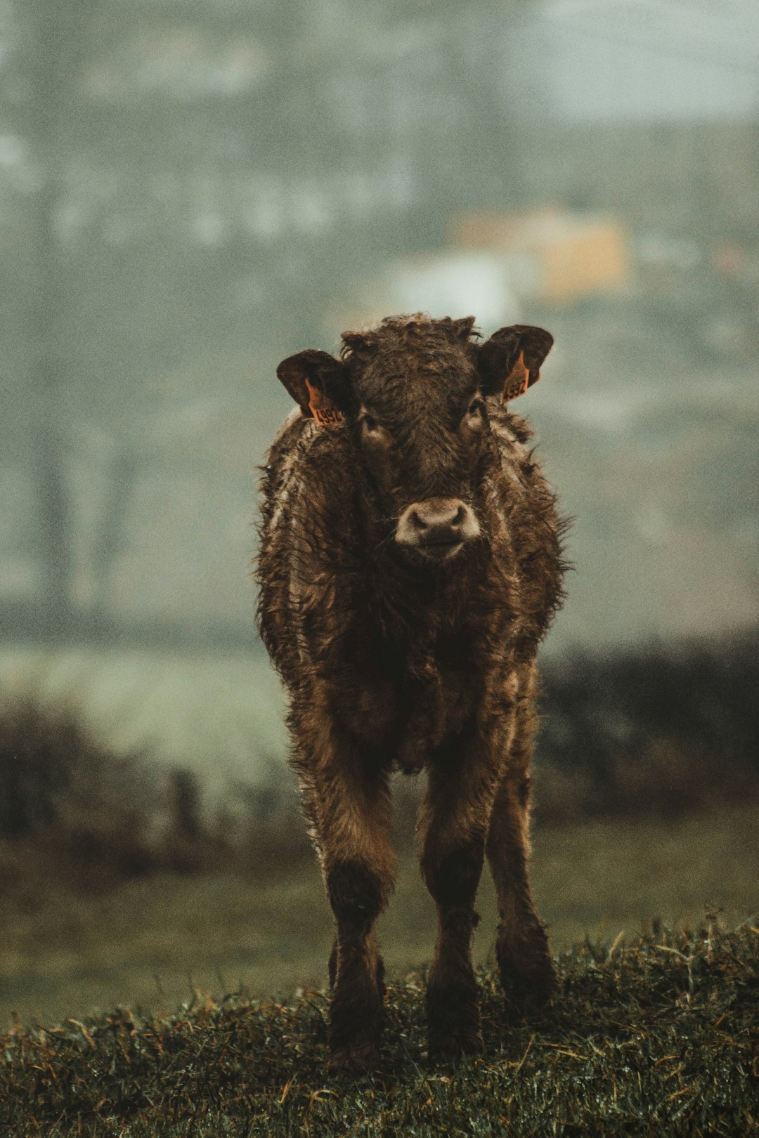 brown cattle