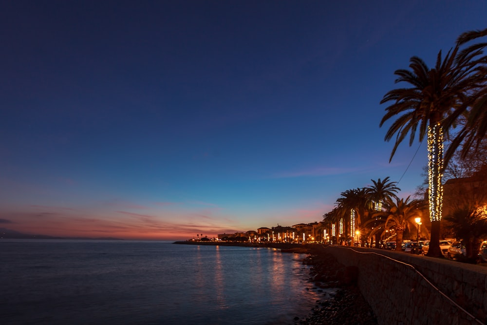 coconut palm trees beside beach