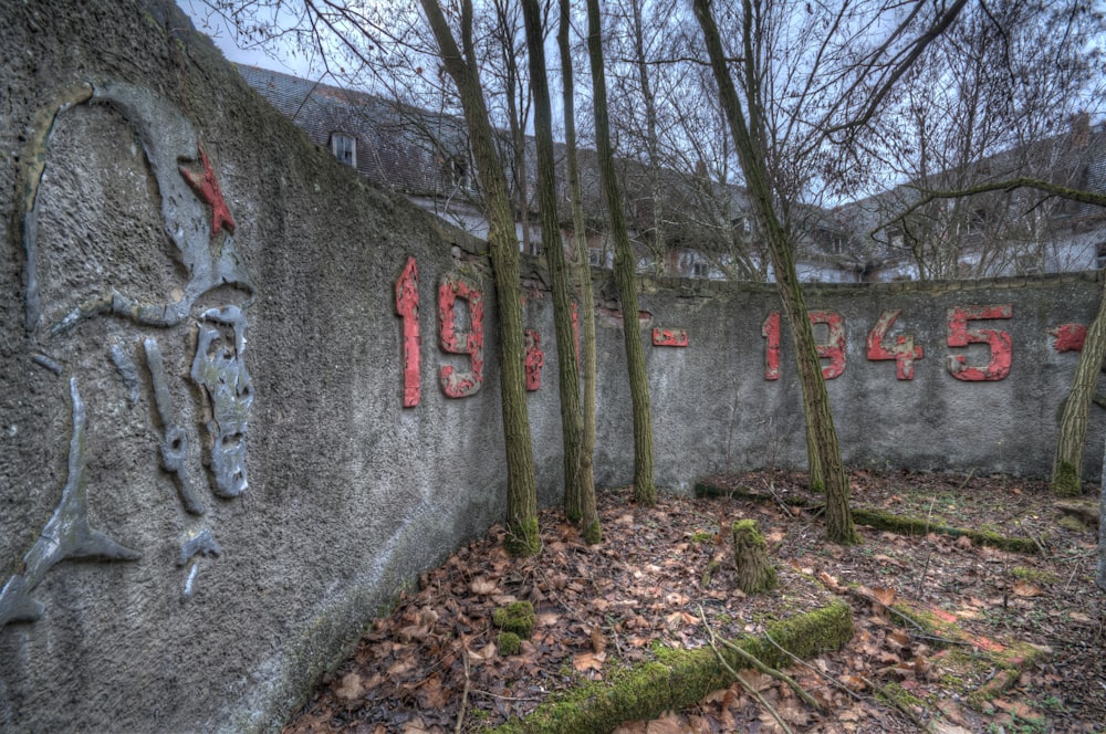 four trees near concrete wall