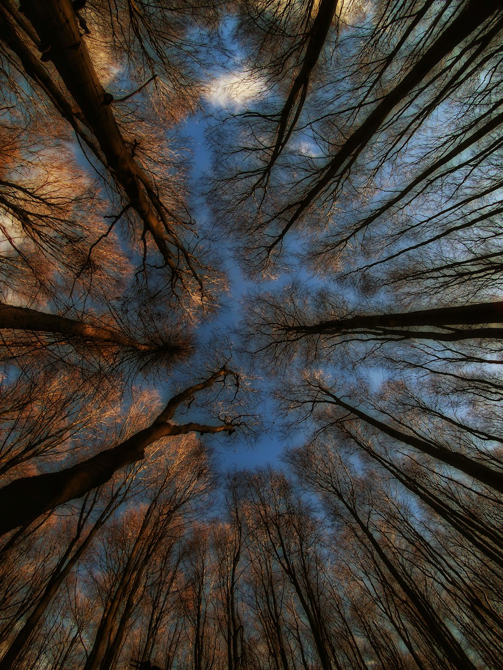 low angle photography of brown leaf trees