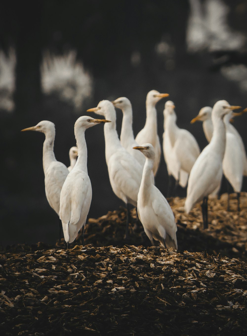 selective focus photography of flock of white egrets
