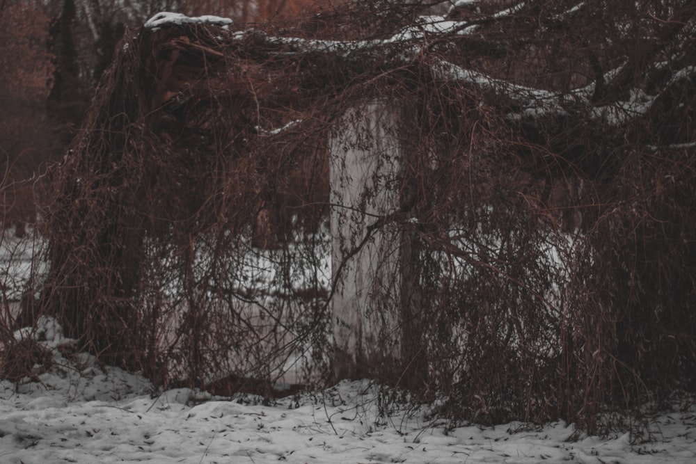 brown withered tree on snow