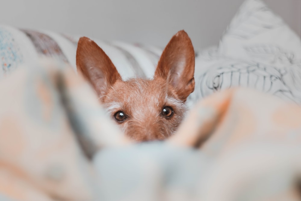 dog on bedspread