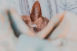 An eye and an ear of a small brown dog are partially visible as it peeks over a soft, pastel-colored blanket. The focus is on the dog's eye, while the blanket is out of focus, adding an element of coziness and curiosity.