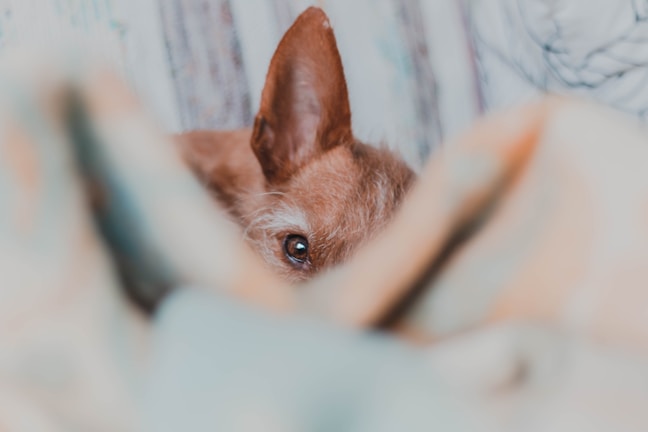 An eye and an ear of a small brown dog are partially visible as it peeks over a soft, pastel-colored blanket. The focus is on the dog's eye, while the blanket is out of focus, adding an element of coziness and curiosity.