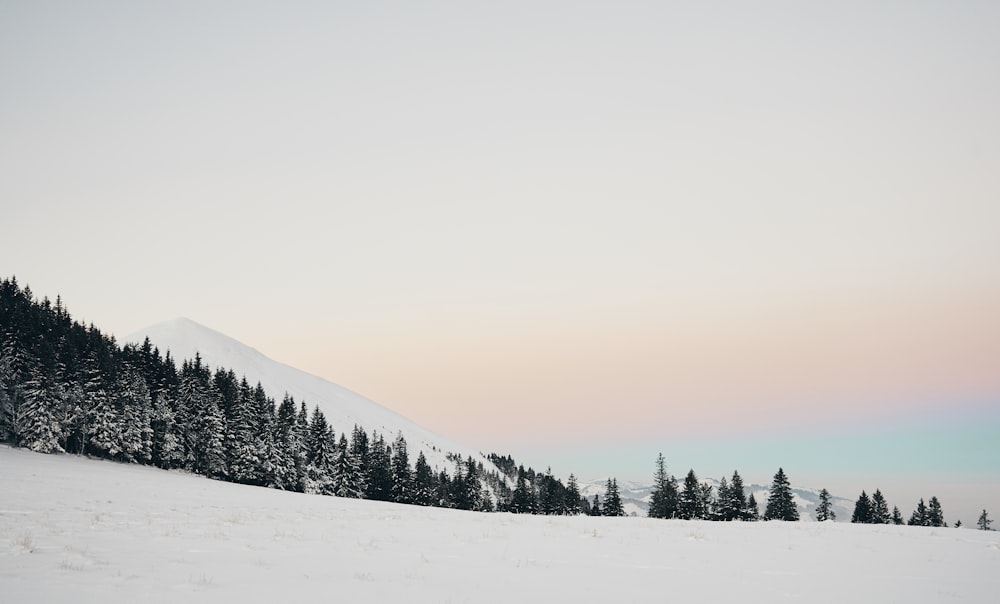 pine trees under blue sky