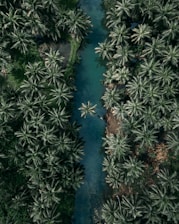 top view of palm trees
