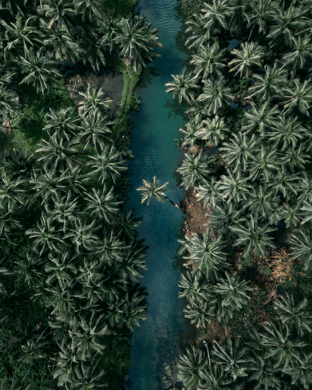 Vue de dessus des palmiers