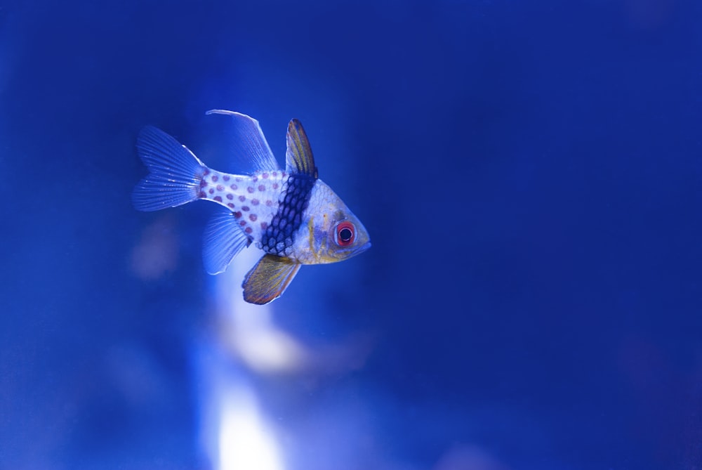 Fotografia de foco selecionada de peixes brancos e azuis