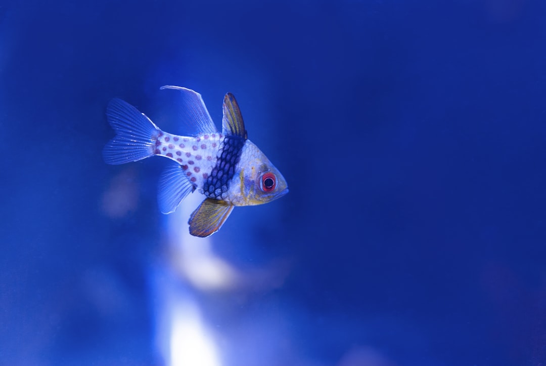Freshwater fish in aquarium