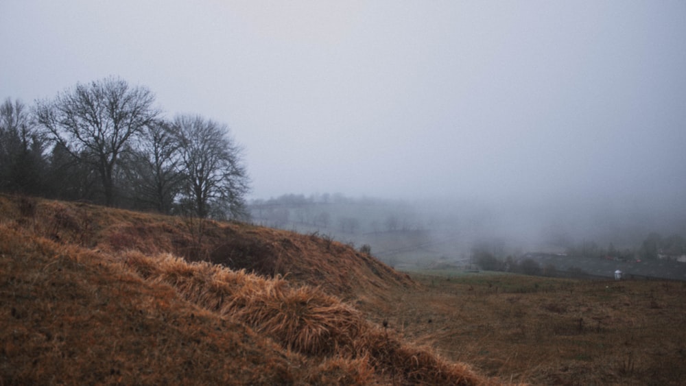 field and bare trees during fog