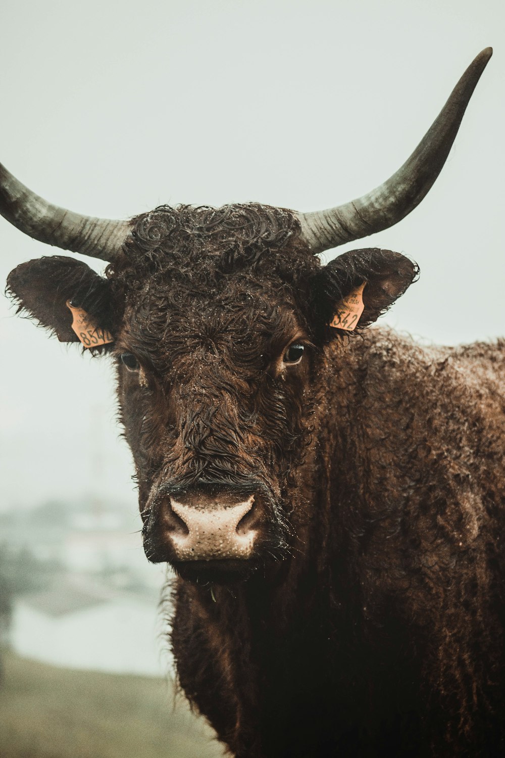 vache brune