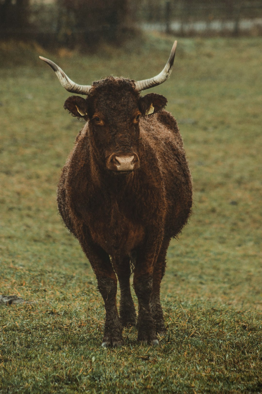 brown cow on grass field