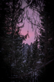 A serene mountain trail winding through tall pine trees at dusk with a hint of blue sky.