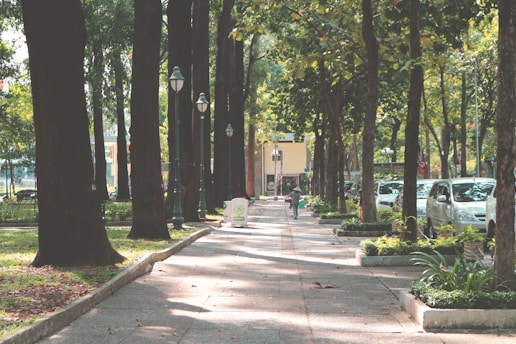 vehicles parked near the trees