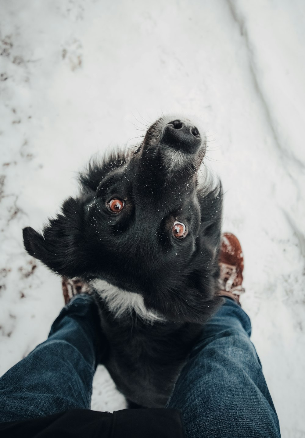 Fotografía de ángulo alto de perro mirando hacia arriba