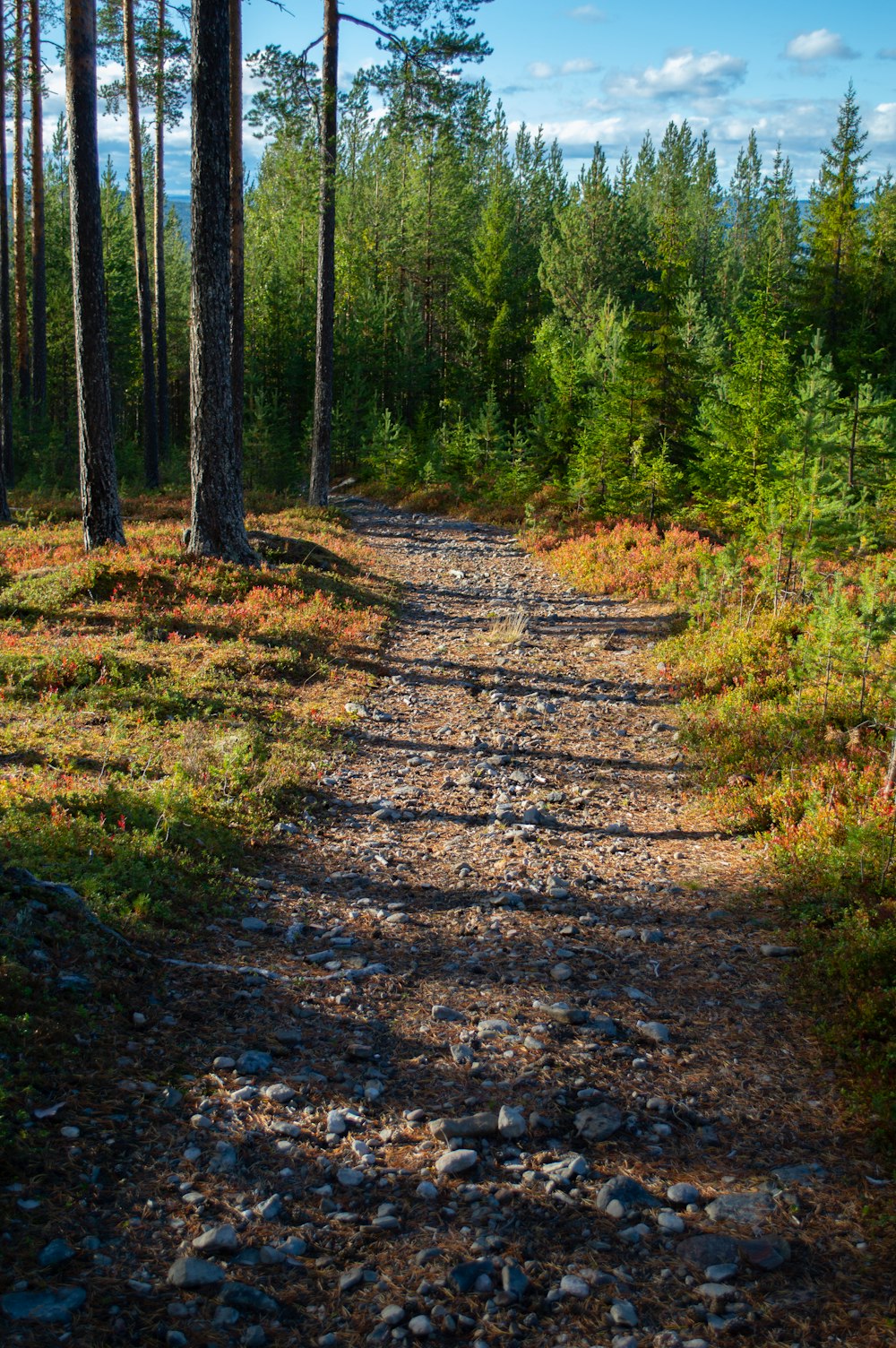 brown soil road