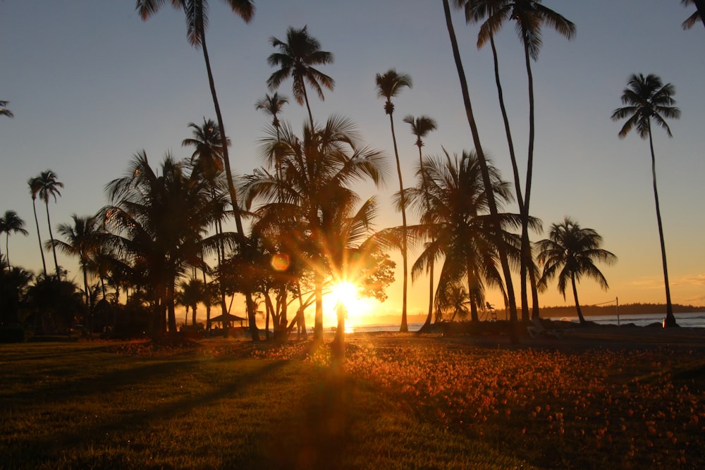 coconut trees