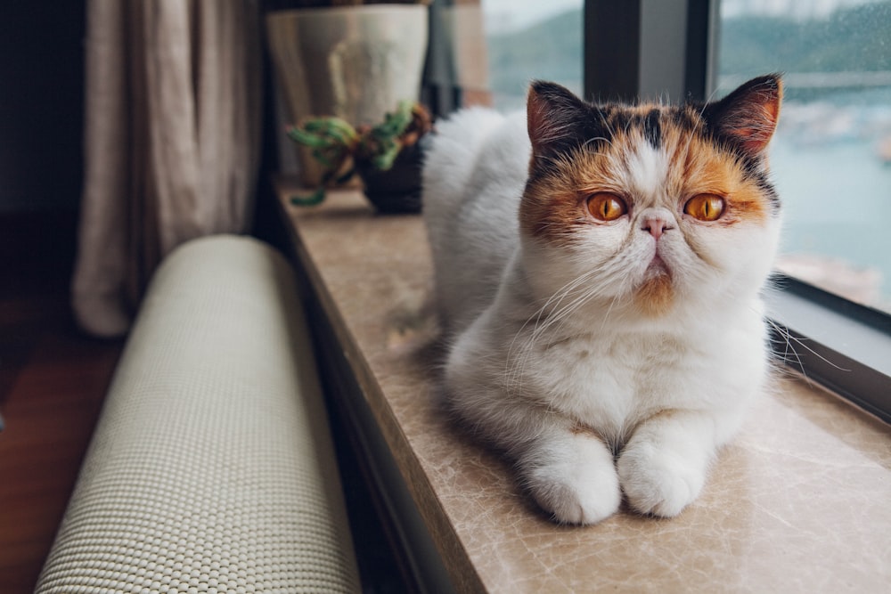 white cat on tile surface beside window