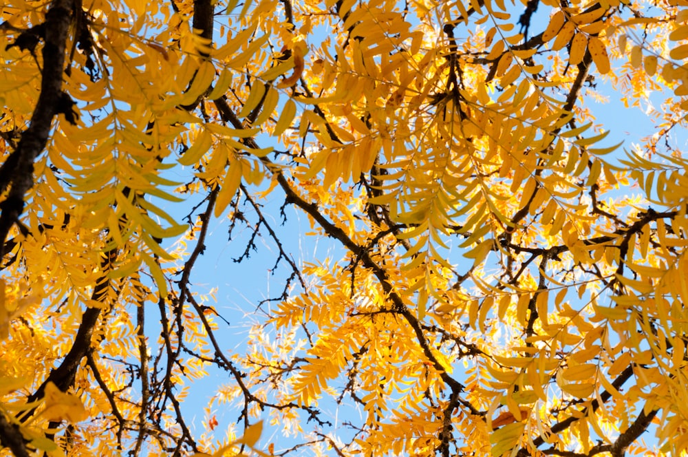 yellow leaf trees